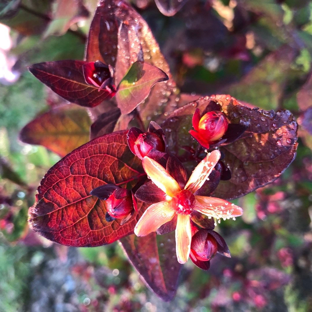 St Johns Wort Magical Universe in the GardenTags plant encyclopedia