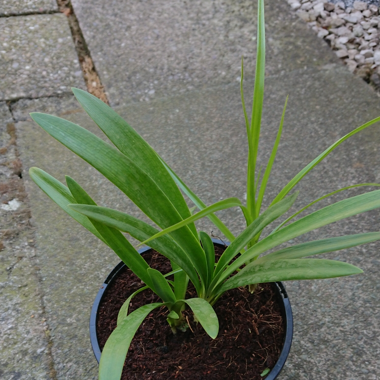 African Lily Summer Love White in the GardenTags plant encyclopedia