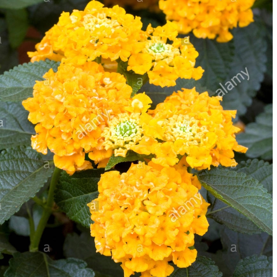 Big Sage Lucky™ Pure Gold in the GardenTags plant encyclopedia