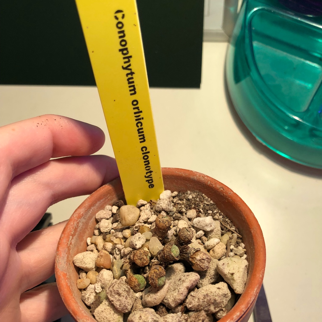 Conophytum Orbicum in the GardenTags plant encyclopedia