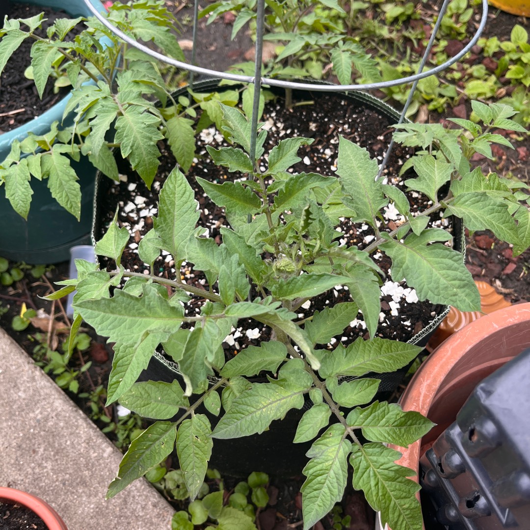 Tomato Black Krim (Beefsteak tomato) in the GardenTags plant encyclopedia