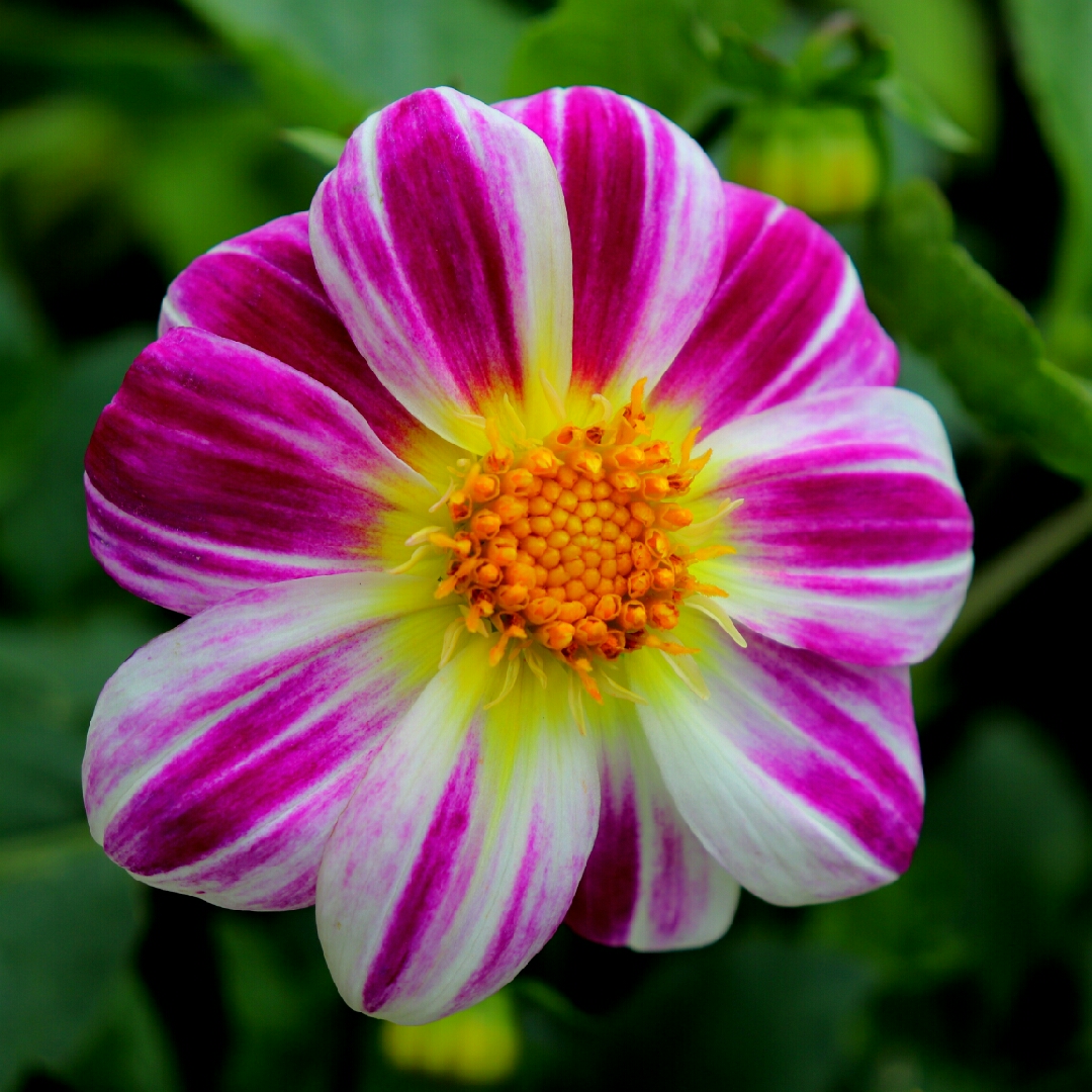 Dahlia Collarette Dandy (Collerette) in the GardenTags plant encyclopedia