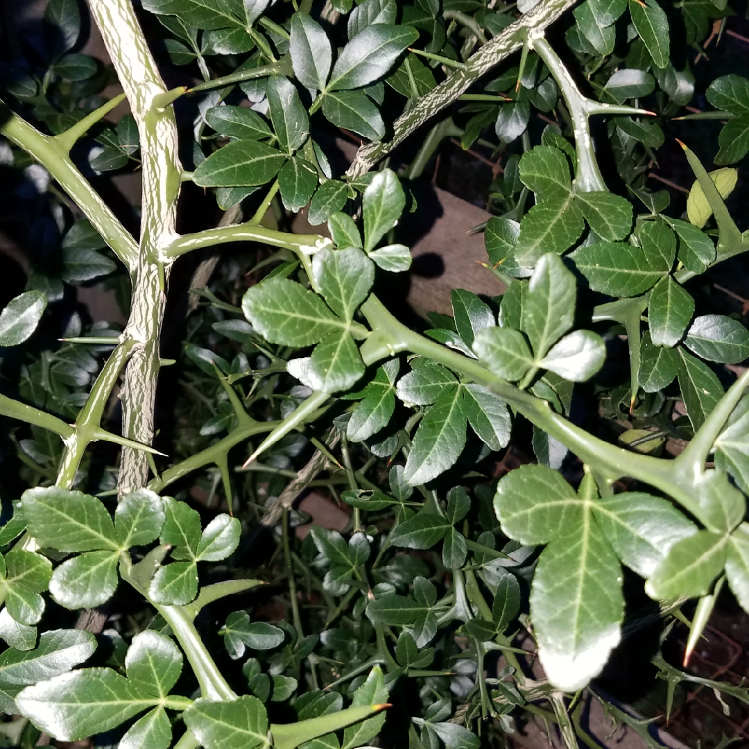 Chinese Bitter Orange in the GardenTags plant encyclopedia