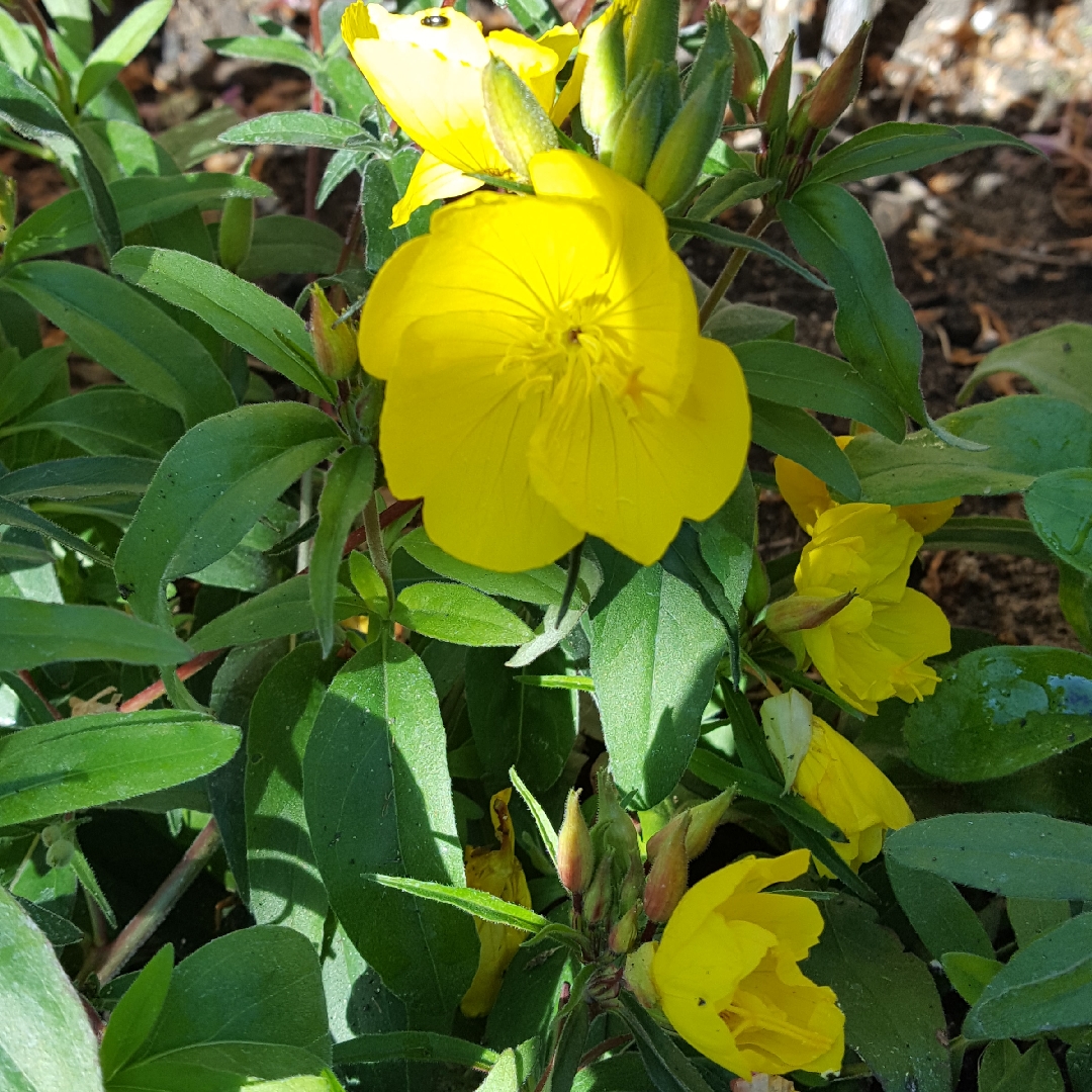 Evening Primrose Youngii in the GardenTags plant encyclopedia