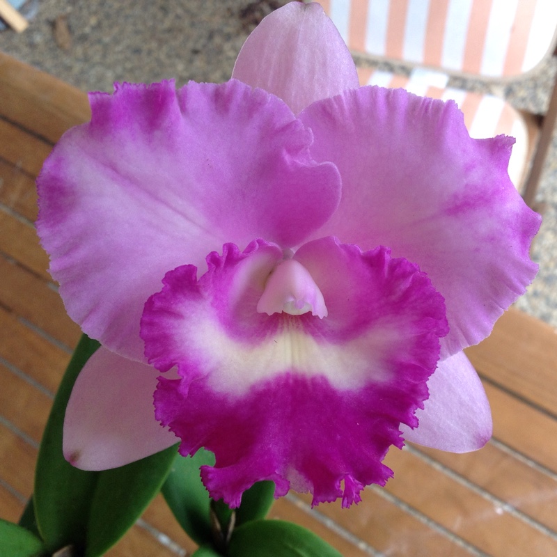 Brassocattleya Island Charm Elizabeth in the GardenTags plant encyclopedia