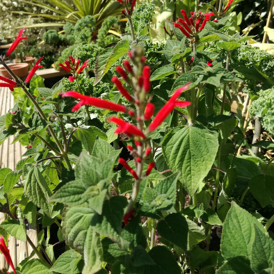 Salvia Honeydew Melon in the GardenTags plant encyclopedia