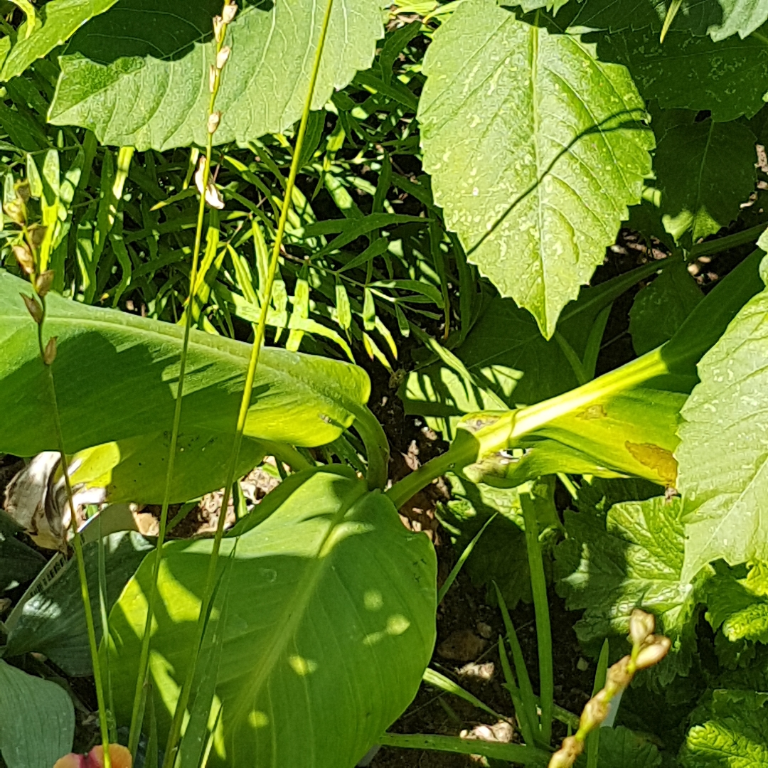 Banana Helens Hybrid in the GardenTags plant encyclopedia