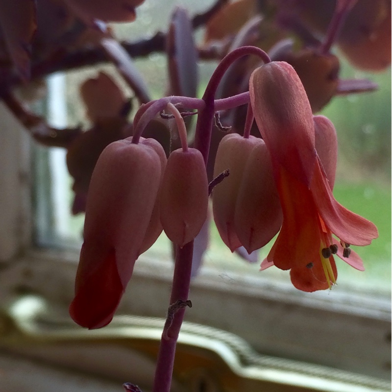 Purple Scallops in the GardenTags plant encyclopedia