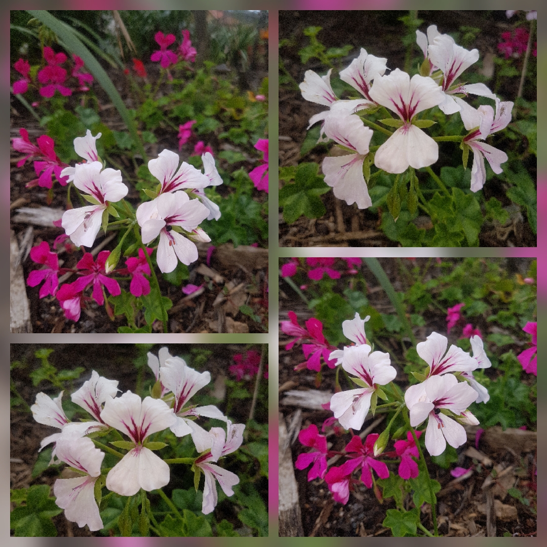 Pelargonium (Species) Ivy-Leaved Pelargonium in the GardenTags plant encyclopedia