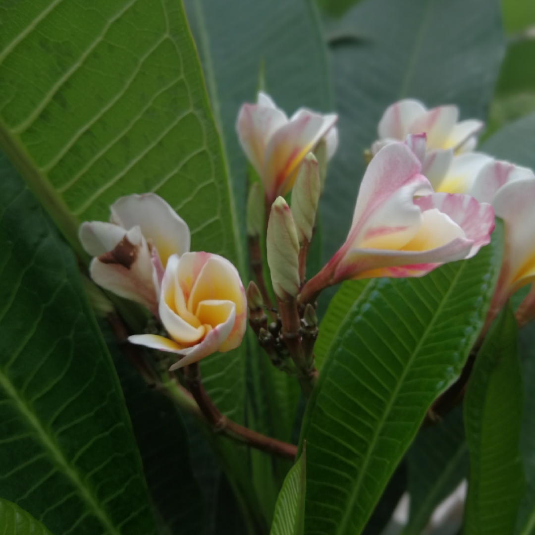 Frangipani Celadine in the GardenTags plant encyclopedia