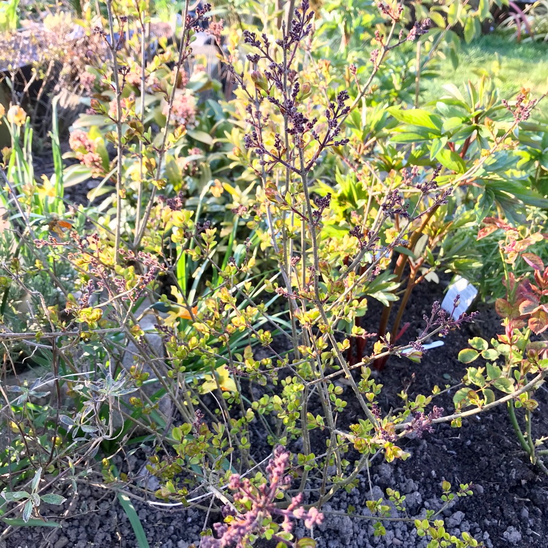 Lilac Red Pixie in the GardenTags plant encyclopedia