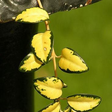 Lesser Periwinkle Illumination in the GardenTags plant encyclopedia