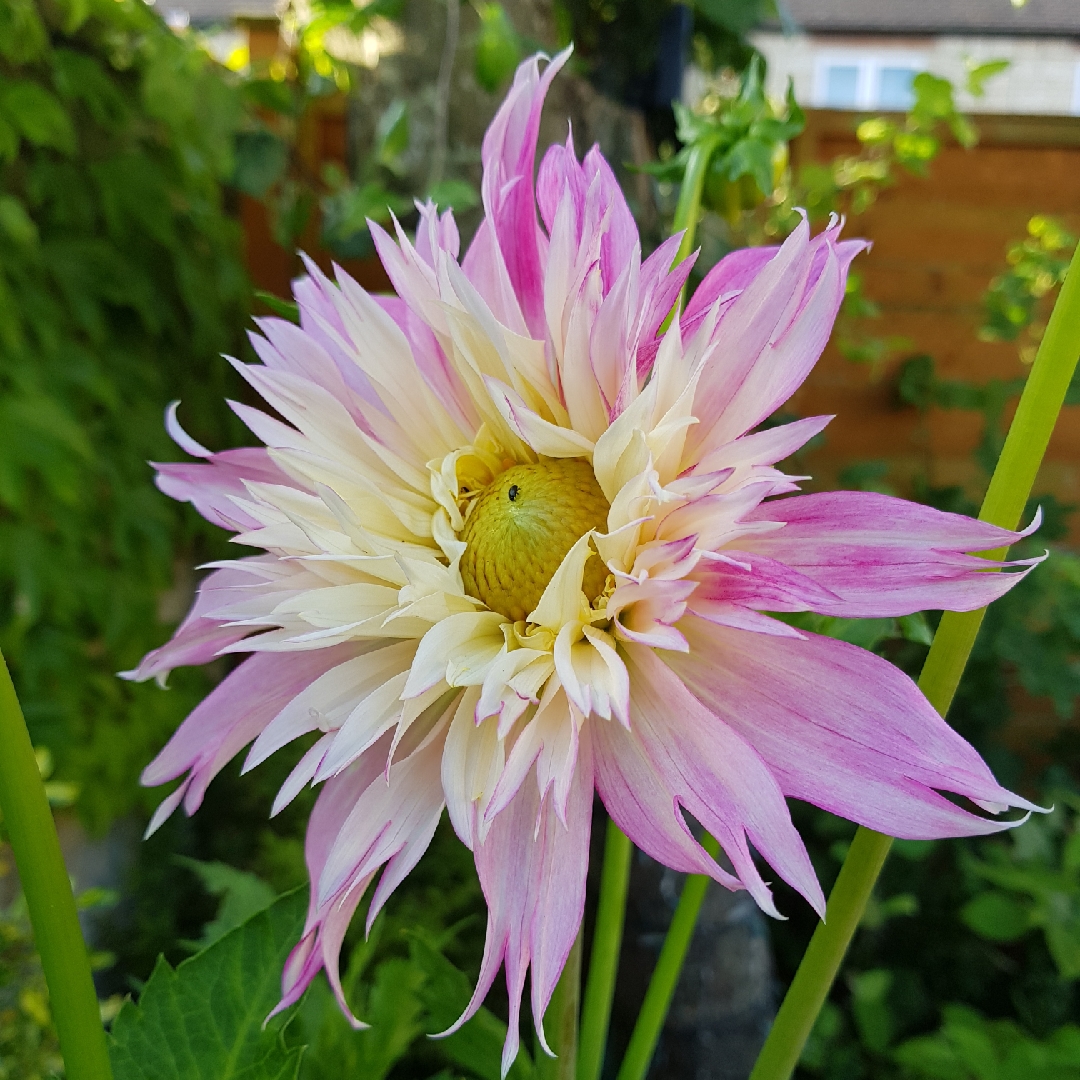 Dahlia Tanjoh in the GardenTags plant encyclopedia