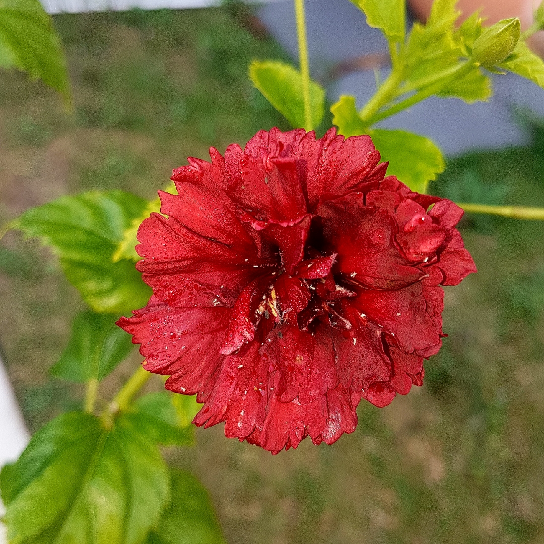 Hibiscus Pride Of Hankins in the GardenTags plant encyclopedia