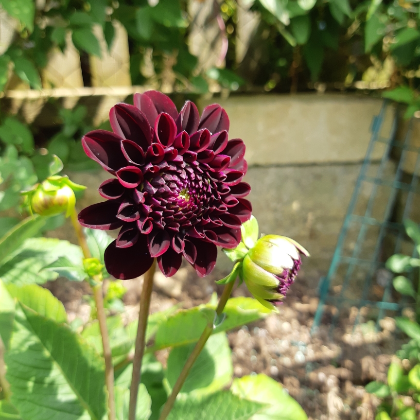 Dahlia La Recoleta in the GardenTags plant encyclopedia