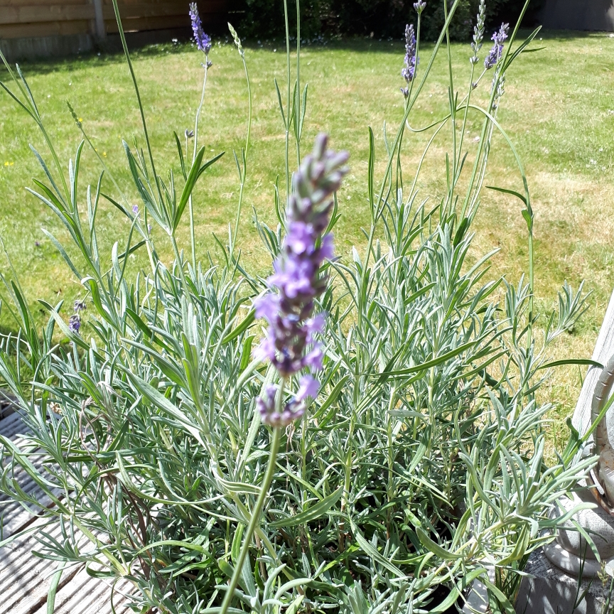 Dutch Lavender Vera in the GardenTags plant encyclopedia