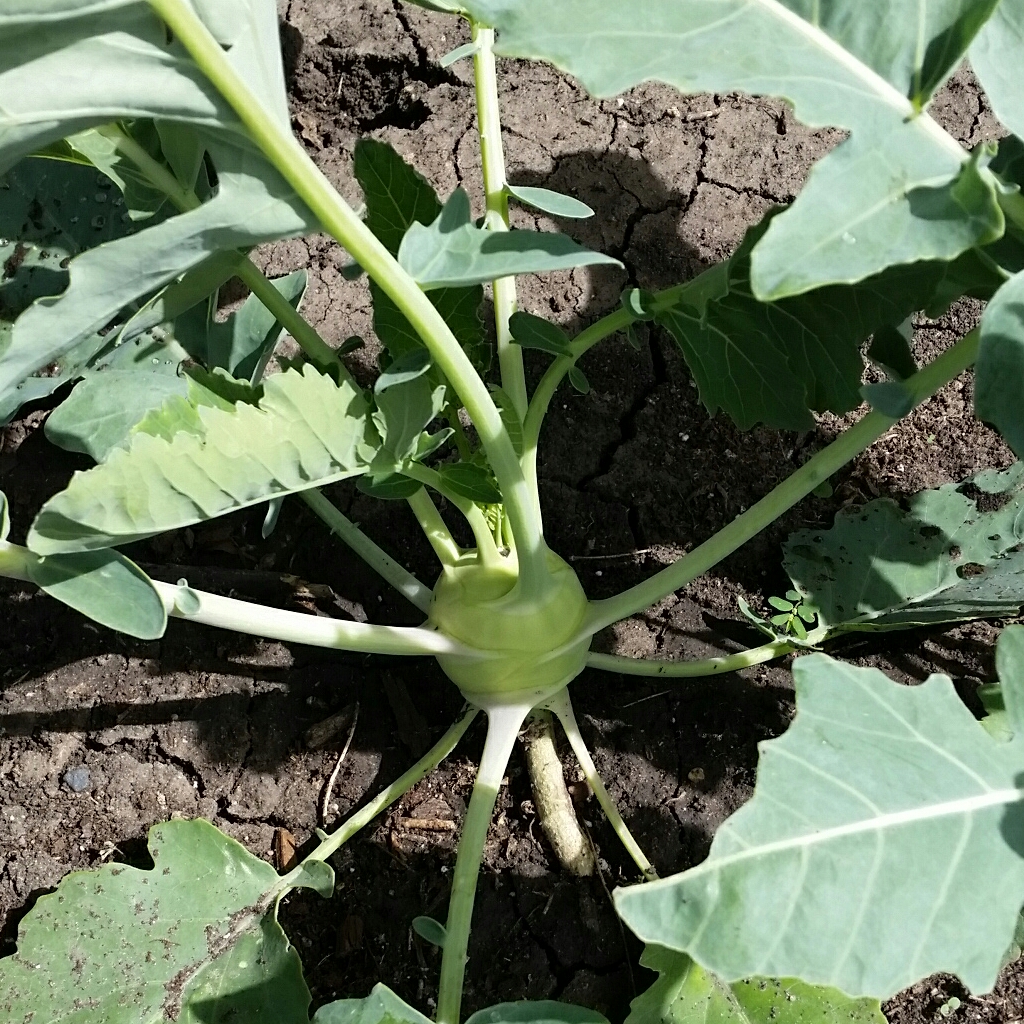 Kohlrabi Di Vienna Bianco in the GardenTags plant encyclopedia