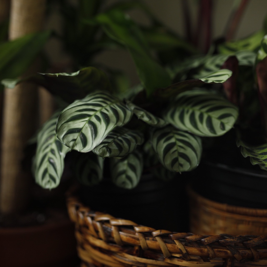 Wishbone Prayer Plant in the GardenTags plant encyclopedia