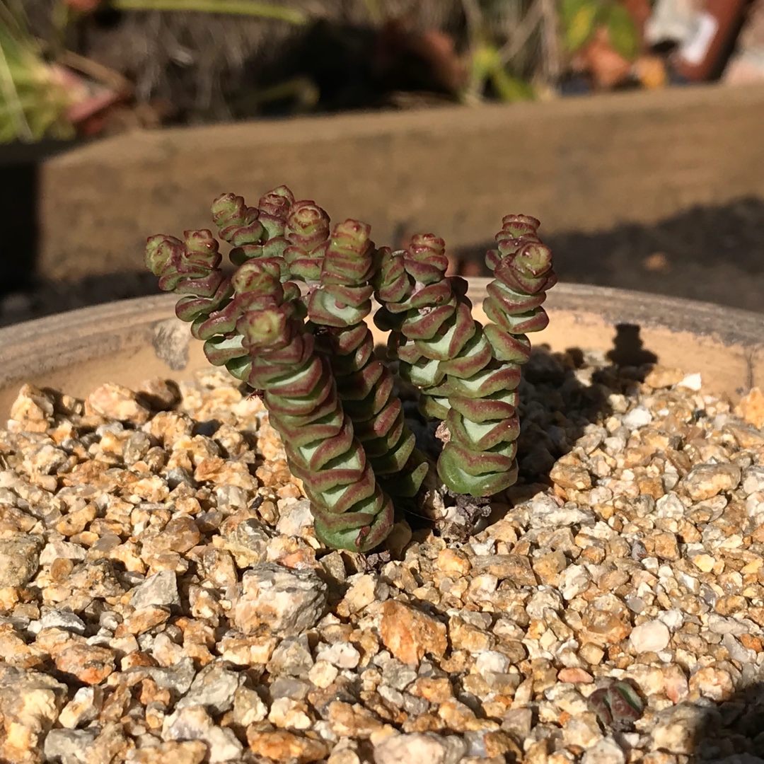 Baby Necklace Miniature in the GardenTags plant encyclopedia