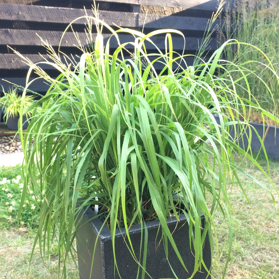 Purple Moor Grass Transparent in the GardenTags plant encyclopedia