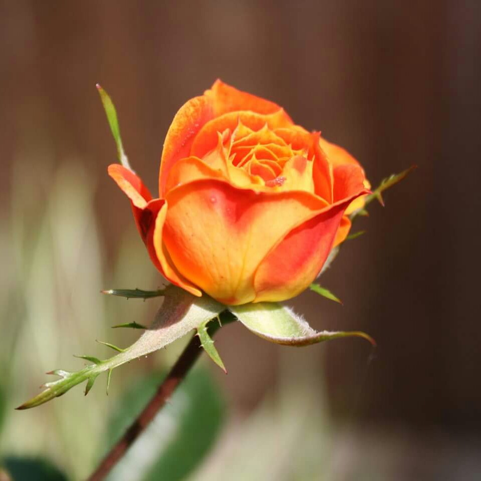 Rose Irish Eyes in the GardenTags plant encyclopedia