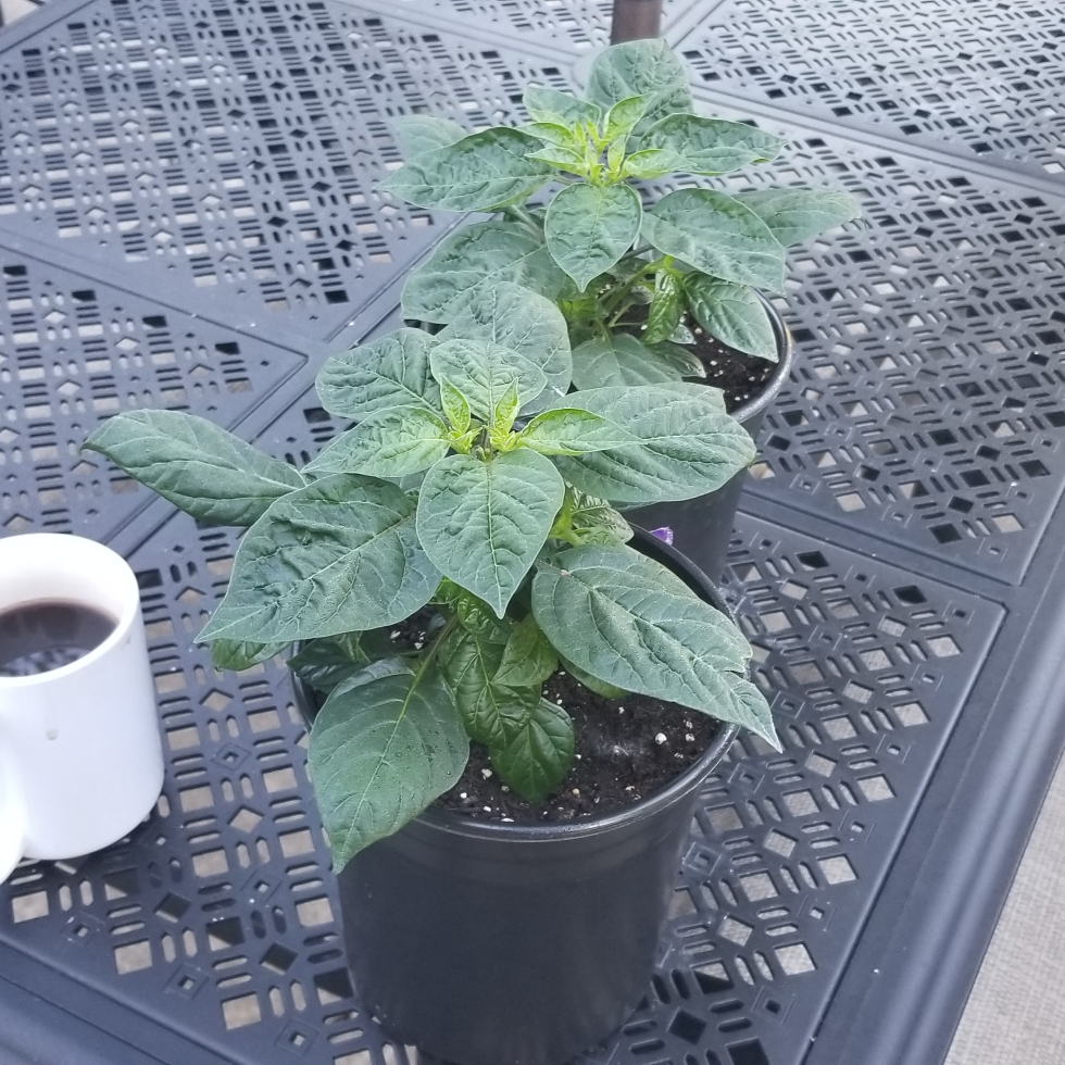 Chilli Pepper Aji Charapita in the GardenTags plant encyclopedia