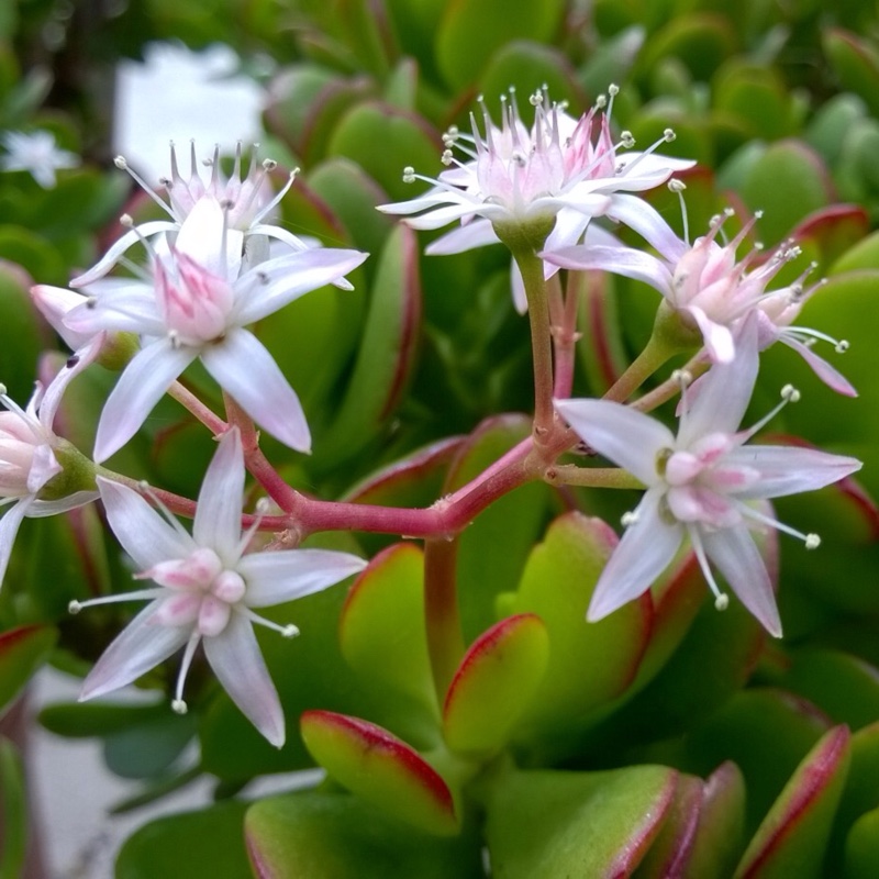 Money Plant in the GardenTags plant encyclopedia