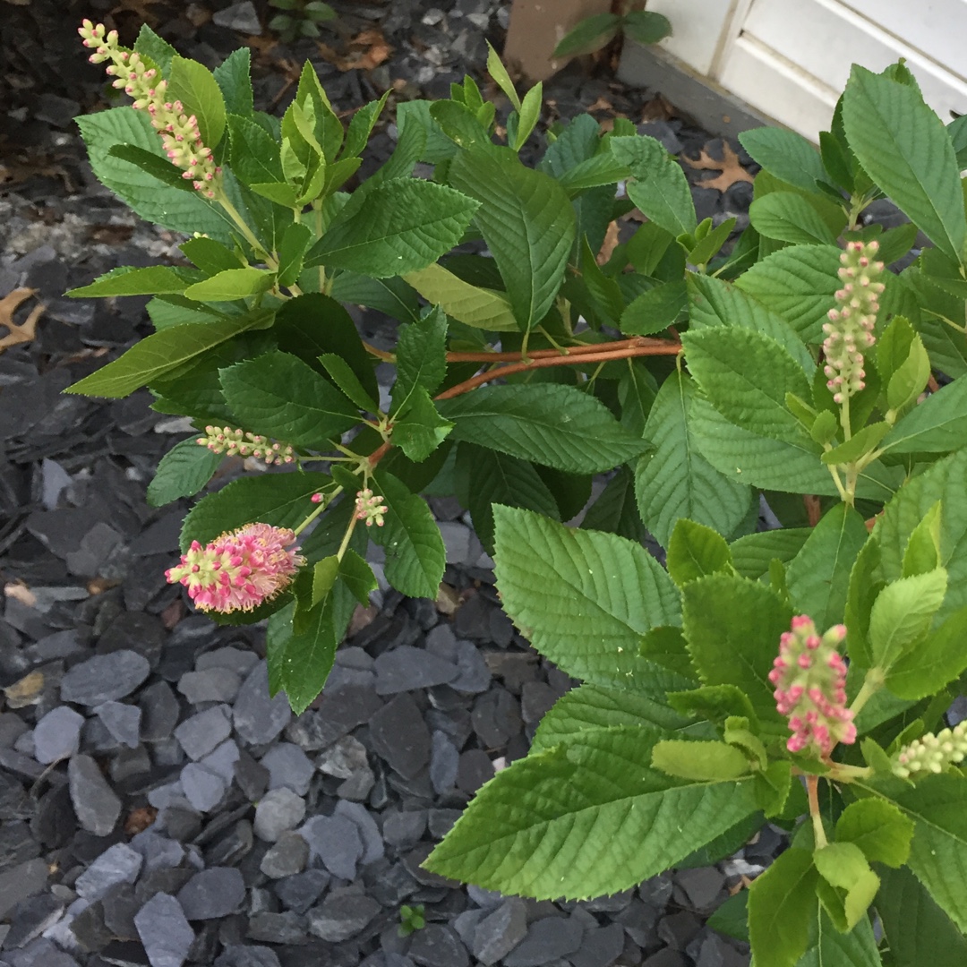 Summersweet Ruby Spice in the GardenTags plant encyclopedia