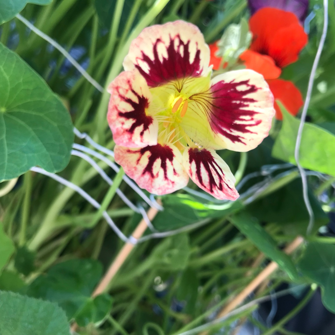 Nasturtium Chameleon in the GardenTags plant encyclopedia