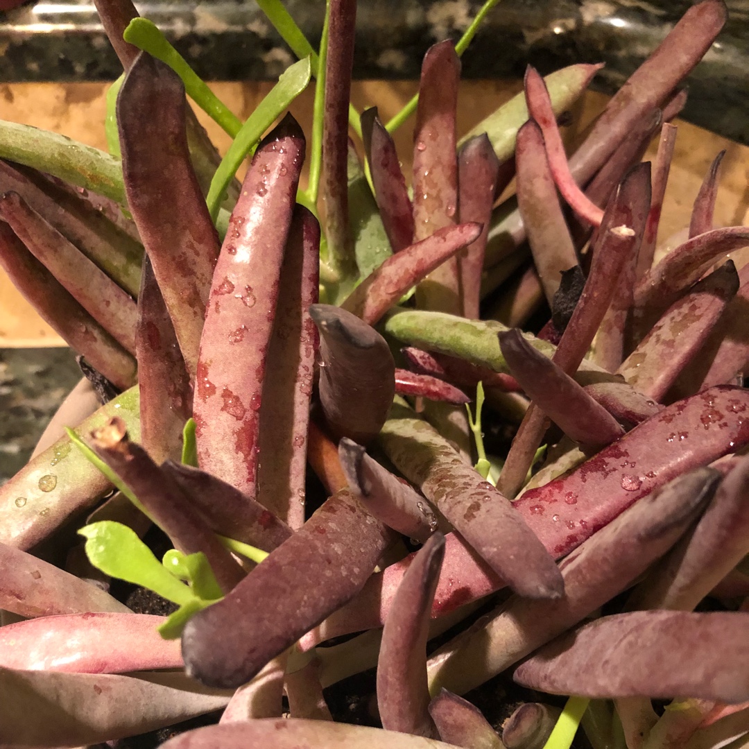 Cotyledon Burgundy Ice in the GardenTags plant encyclopedia