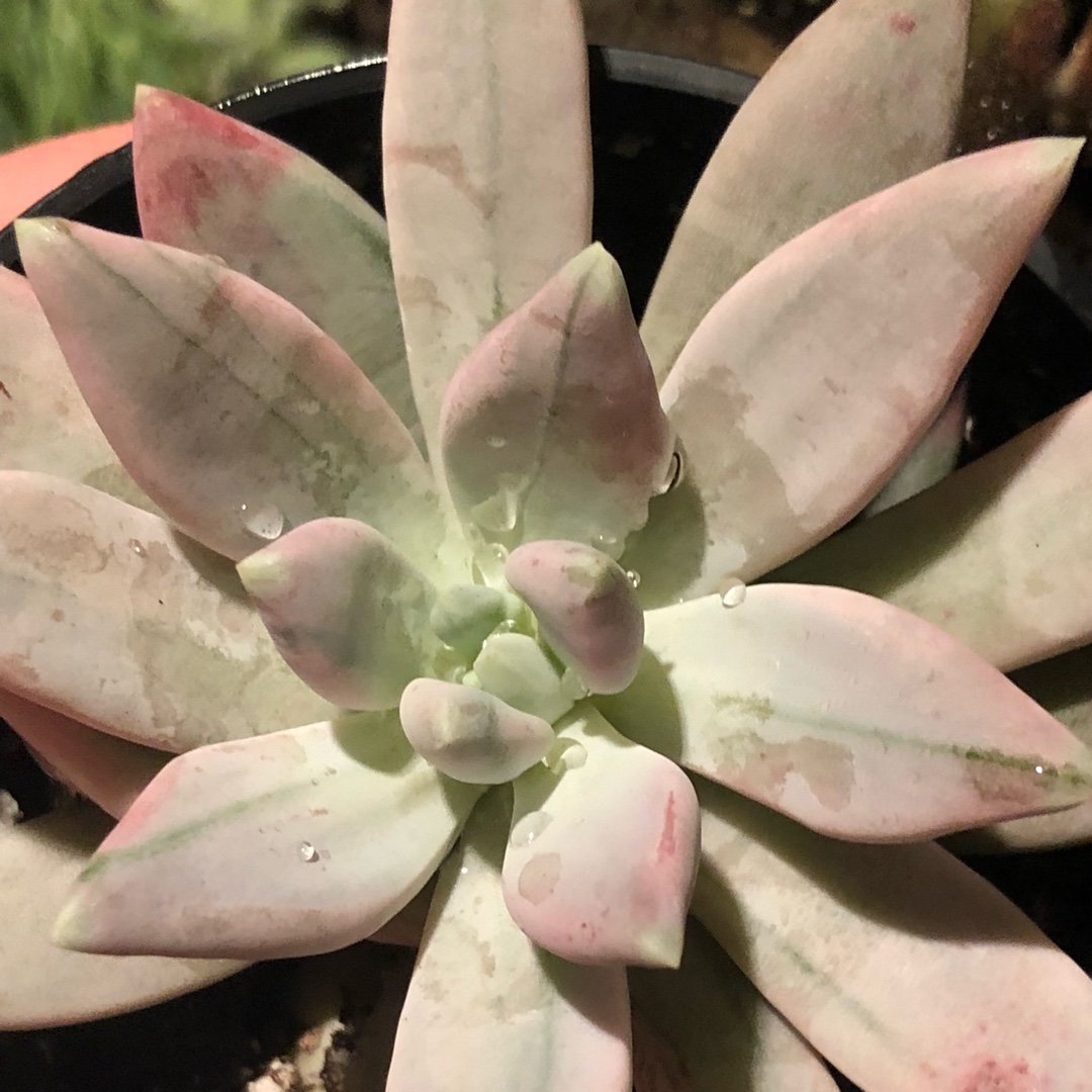 Pachyphytum Hookeri Variegated in the GardenTags plant encyclopedia