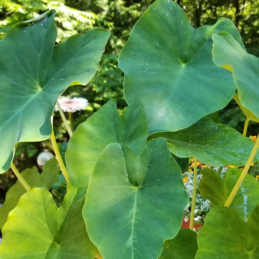 Elephant Ear Borneo Giant in the GardenTags plant encyclopedia