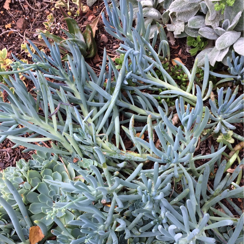 Chalk sticks in the GardenTags plant encyclopedia