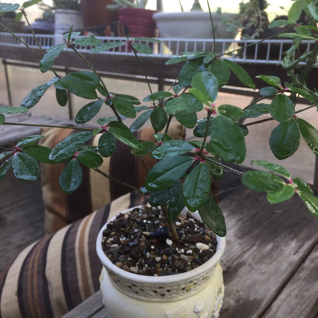 Euphorbia Mahabobokensis in the GardenTags plant encyclopedia