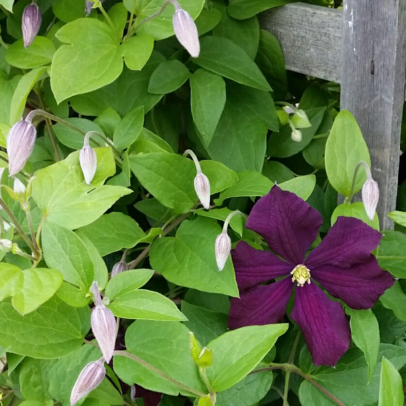 Clematis Zojapur in the GardenTags plant encyclopedia