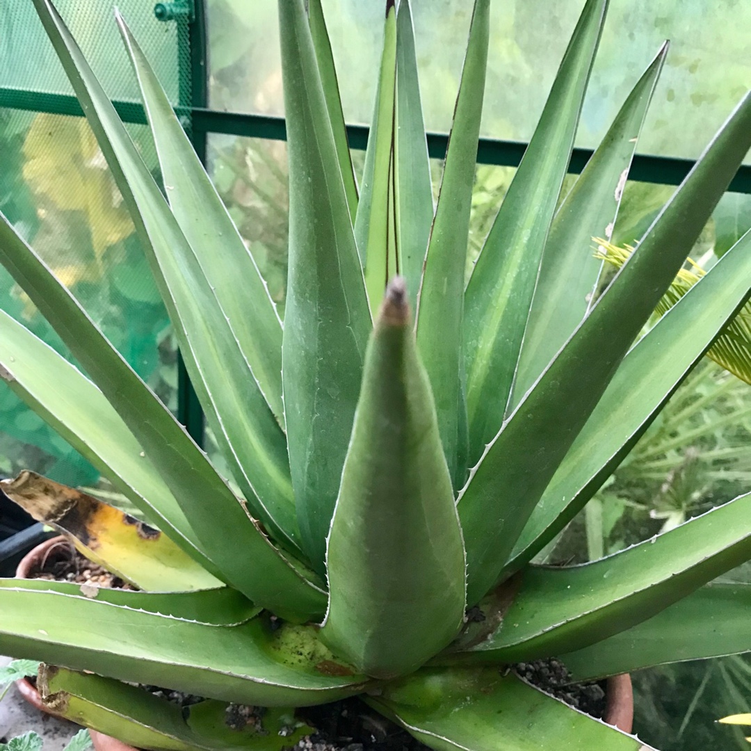 Agave Triangularis in the GardenTags plant encyclopedia