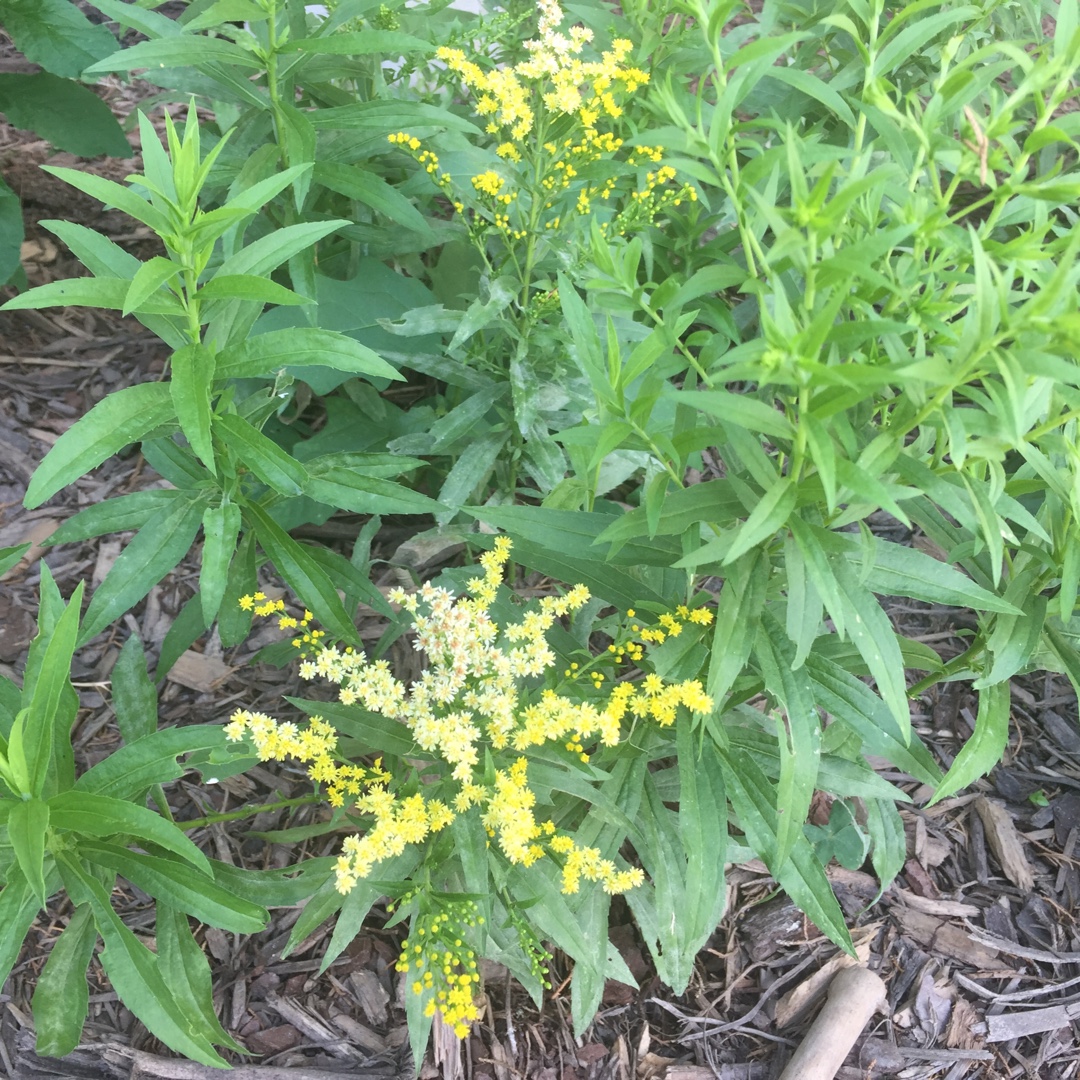 Goldenrod Dansolitlem in the GardenTags plant encyclopedia