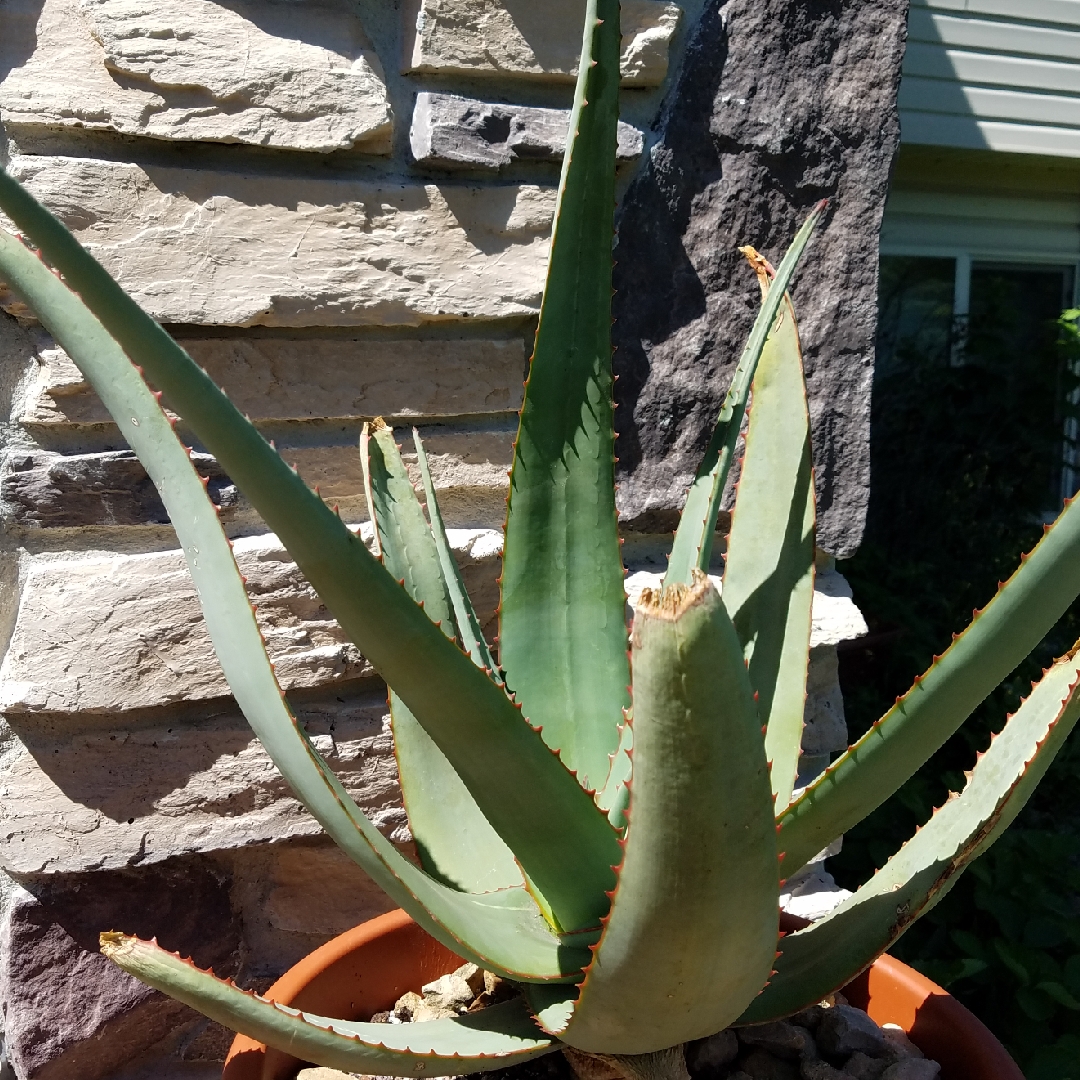 Aloe Elegans in the GardenTags plant encyclopedia