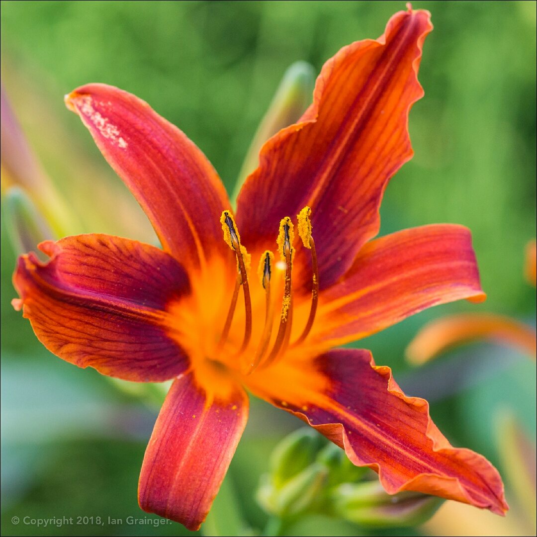 Hemerocallis 'stella In Red', Daylily 'stella In Red' In Gardentags 