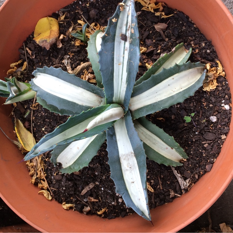 Agave americana Mediopicta Alba in the GardenTags plant encyclopedia