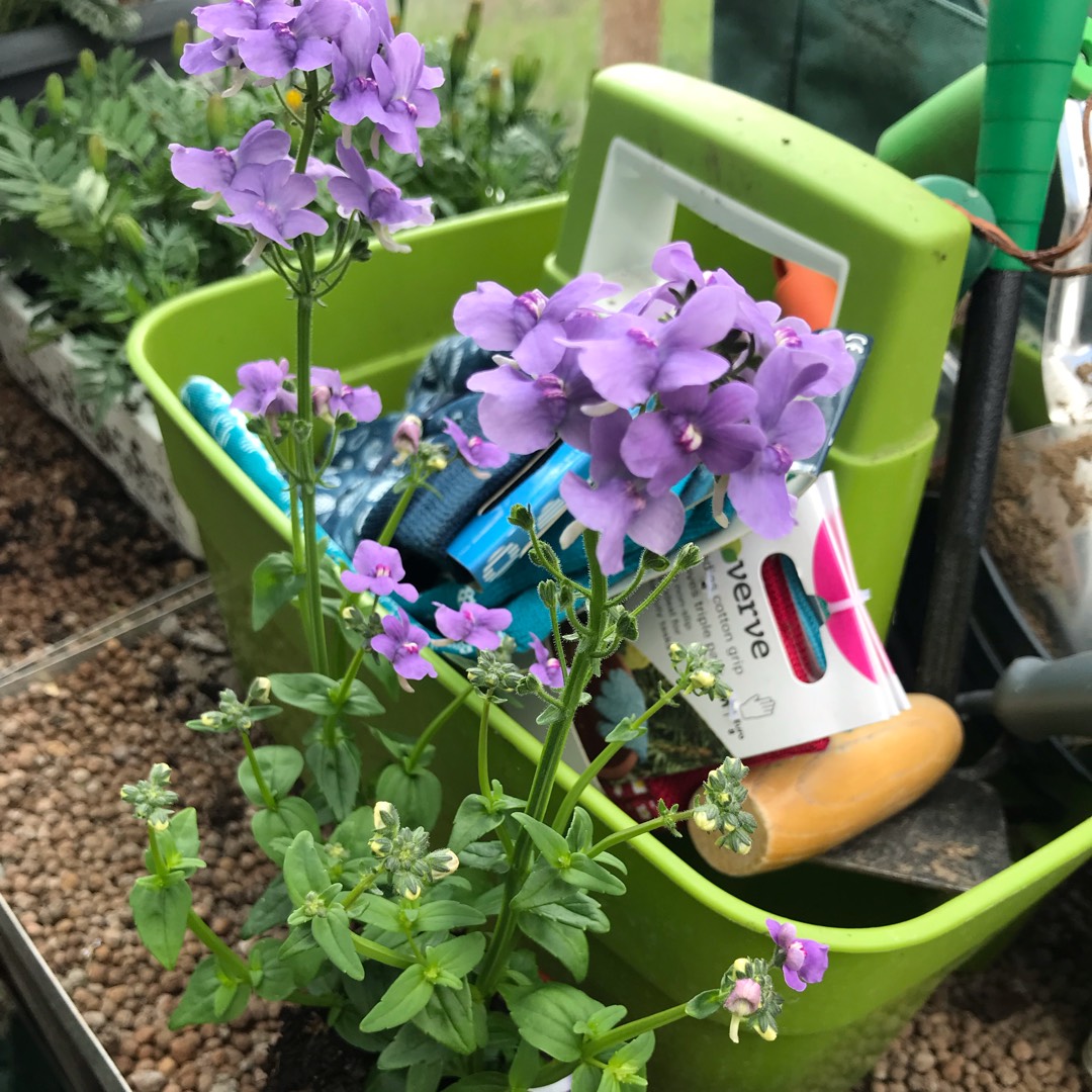 Nemesia Blue Lagoon in the GardenTags plant encyclopedia