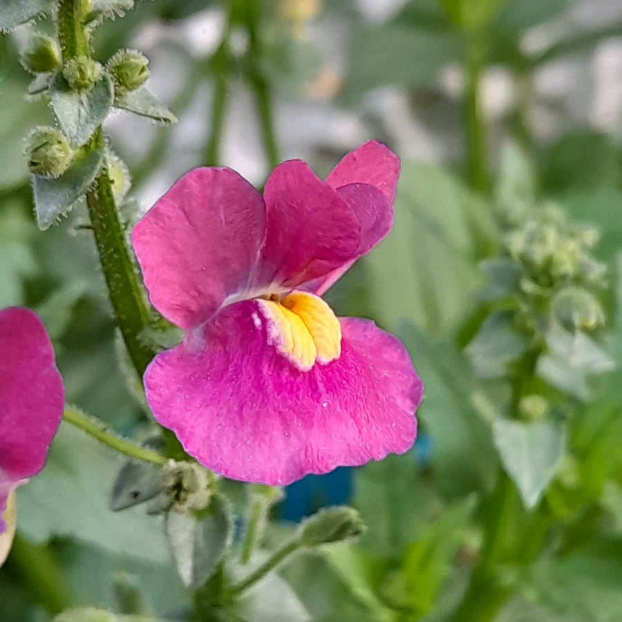 Nemesia Nuvo Rose in the GardenTags plant encyclopedia