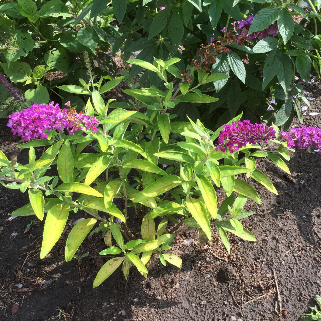 Butterfly Bush Humdinger Little Nugget in the GardenTags plant encyclopedia