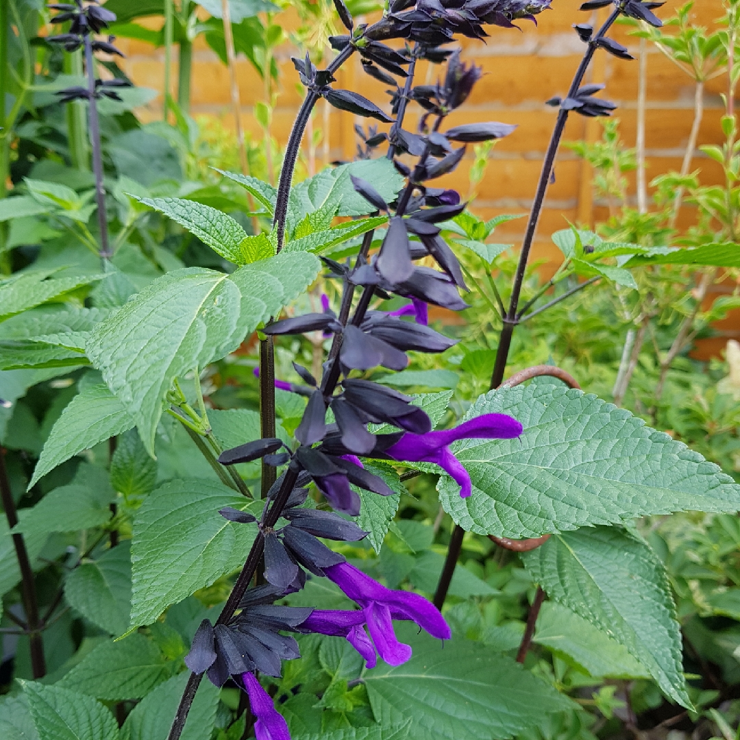 Salvia Mirage Deep Purple in the GardenTags plant encyclopedia