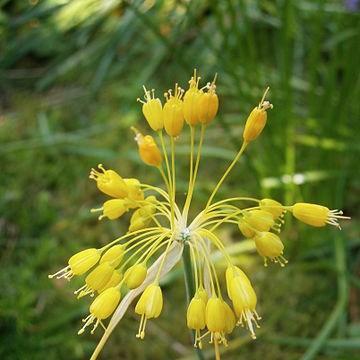 Allium (Species) Yellow-flowered Garlic in the GardenTags plant encyclopedia