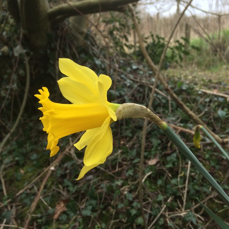 Daffodil Golden Harvest (Trumpet) in the GardenTags plant encyclopedia