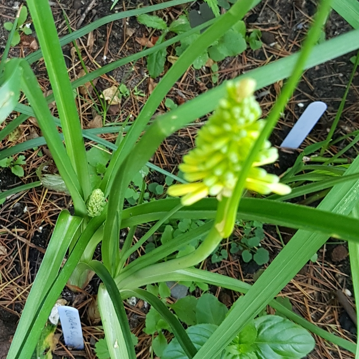 Red Hot Poker Sunningdale Yellow in the GardenTags plant encyclopedia