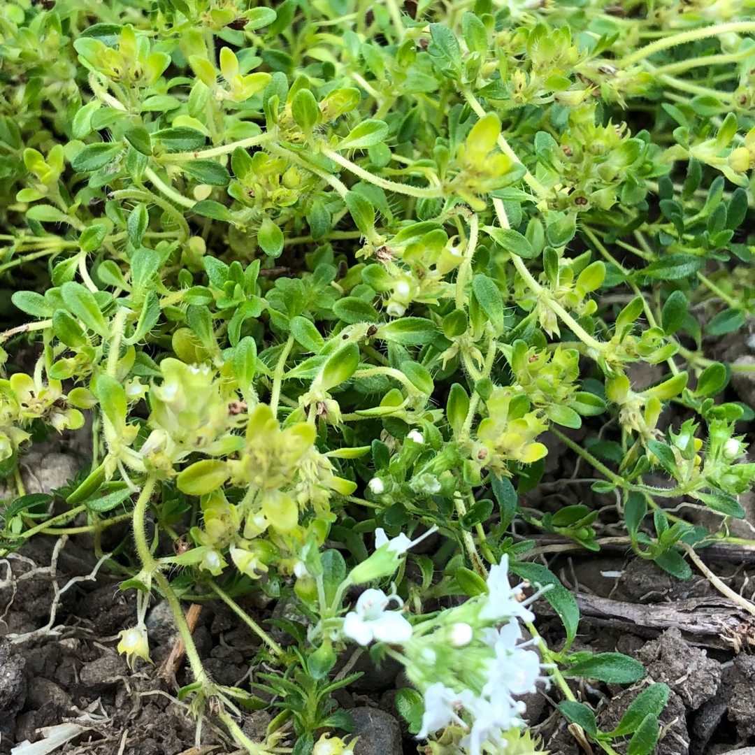 Creeping Thyme Snowdrift in the GardenTags plant encyclopedia