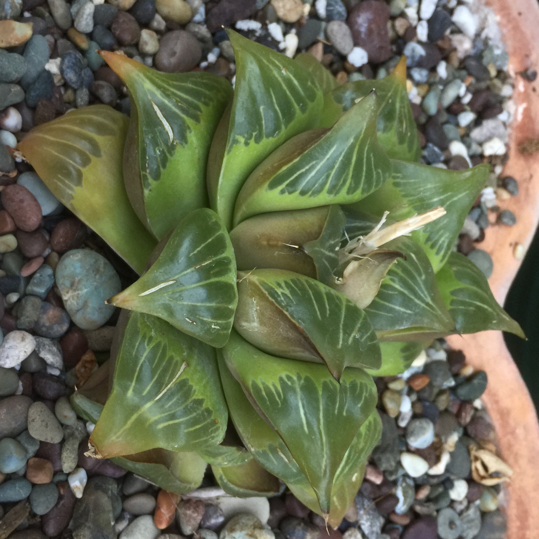 Haworthia Atlas Giant in the GardenTags plant encyclopedia