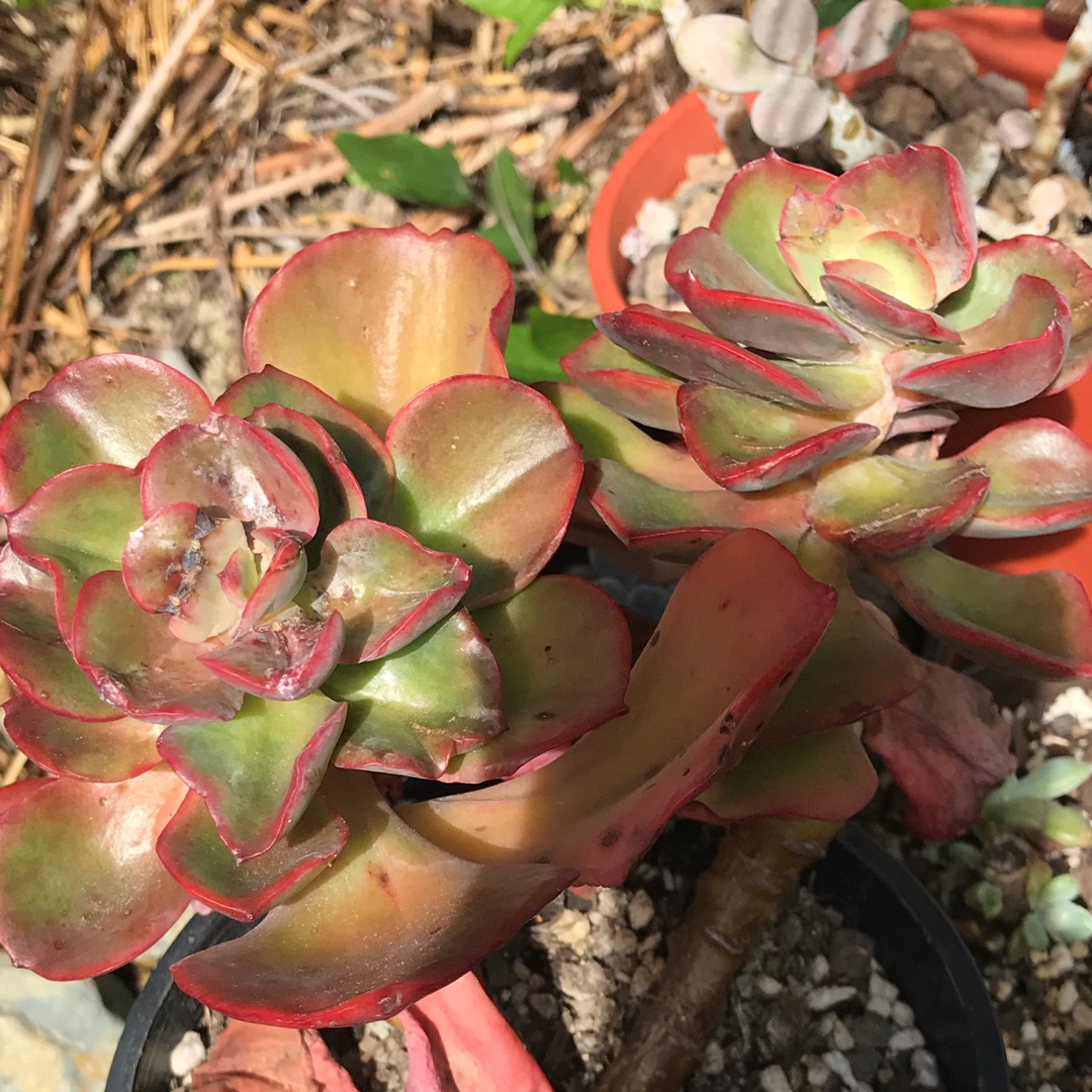 Echeveria Contempo in the GardenTags plant encyclopedia